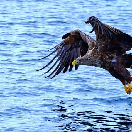 Eagle View Lofoten Bostad Экстерьер фото