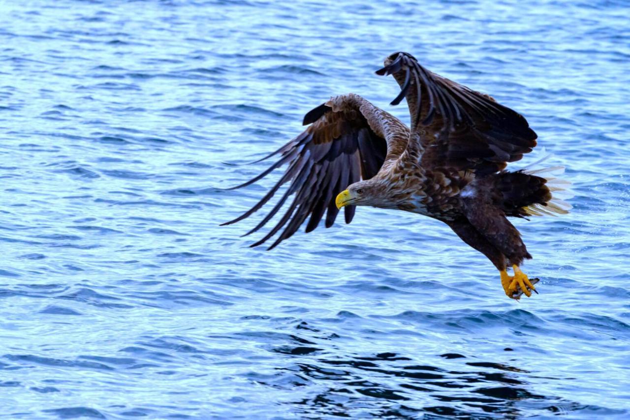 Eagle View Lofoten Bostad Экстерьер фото